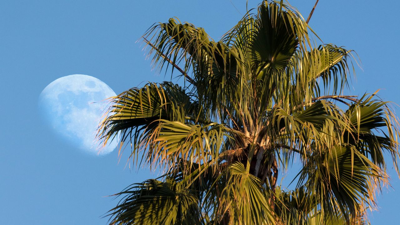 Wallpaper palms, trees, leaves, sky