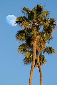 Preview wallpaper palms, trees, leaves, sky