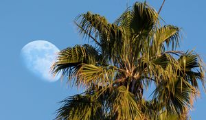 Preview wallpaper palms, trees, leaves, sky