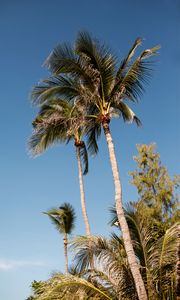 Preview wallpaper palms, trees, leaves, tropics
