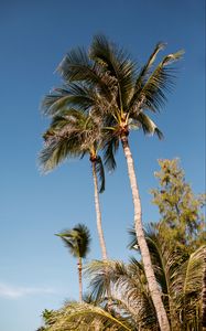 Preview wallpaper palms, trees, leaves, tropics