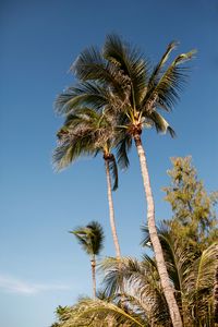 Preview wallpaper palms, trees, leaves, tropics