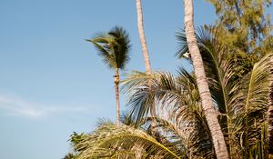Preview wallpaper palms, trees, leaves, tropics