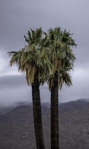 Preview wallpaper palms, trees, nature