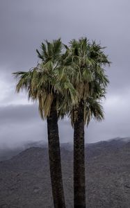 Preview wallpaper palms, trees, nature