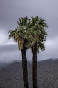 Preview wallpaper palms, trees, nature