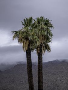 Preview wallpaper palms, trees, nature