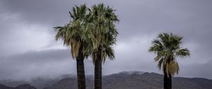 Preview wallpaper palms, trees, nature