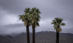 Preview wallpaper palms, trees, nature