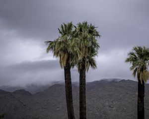 Preview wallpaper palms, trees, nature