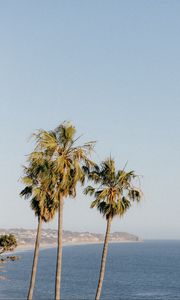 Preview wallpaper palms, trees, sea, tropics