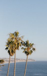 Preview wallpaper palms, trees, sea, tropics