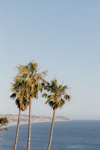 Preview wallpaper palms, trees, sea, tropics