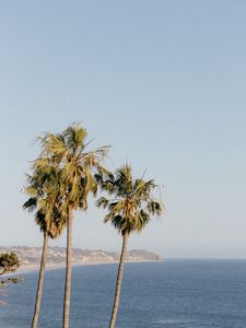 Preview wallpaper palms, trees, sea, tropics