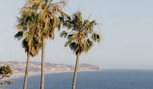 Preview wallpaper palms, trees, sea, tropics