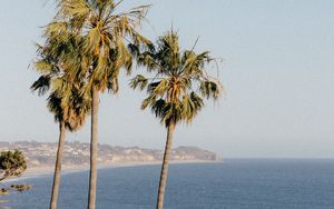 Preview wallpaper palms, trees, sea, tropics