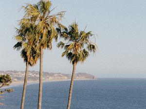 Preview wallpaper palms, trees, sea, tropics
