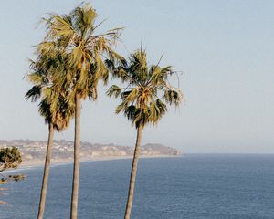 Preview wallpaper palms, trees, sea, tropics