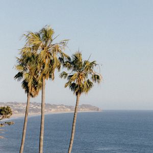 Preview wallpaper palms, trees, sea, tropics