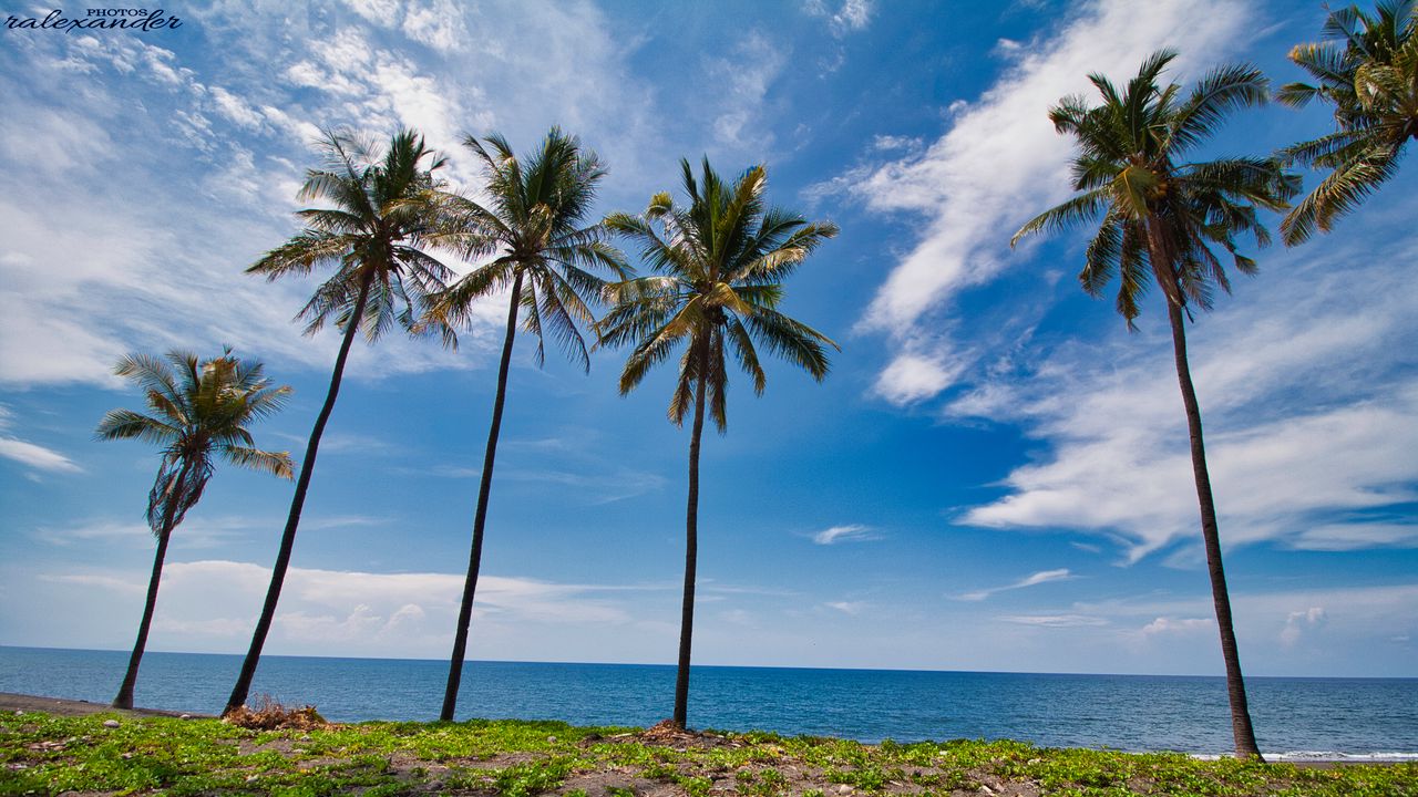 Wallpaper palms, trees, sea, tropics, landscape