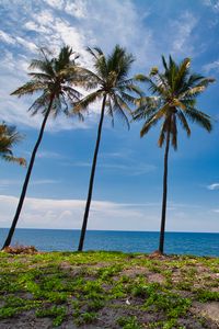 Preview wallpaper palms, trees, sea, tropics, landscape