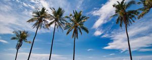 Preview wallpaper palms, trees, sea, tropics, landscape