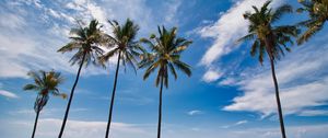 Preview wallpaper palms, trees, sea, tropics, landscape