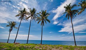 Preview wallpaper palms, trees, sea, tropics, landscape