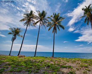 Preview wallpaper palms, trees, sea, tropics, landscape