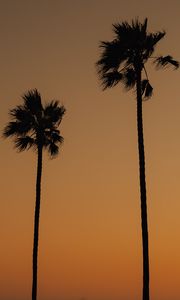 Preview wallpaper palms, trees, silhouettes, dusk