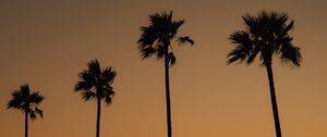 Preview wallpaper palms, trees, silhouettes, dusk