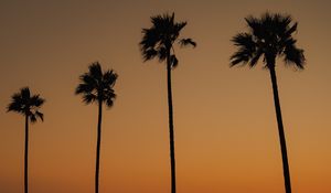 Preview wallpaper palms, trees, silhouettes, dusk