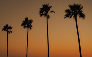 Preview wallpaper palms, trees, silhouettes, dusk