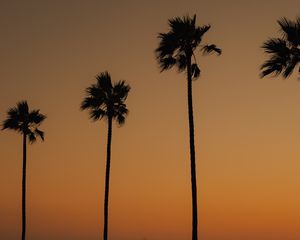 Preview wallpaper palms, trees, silhouettes, dusk