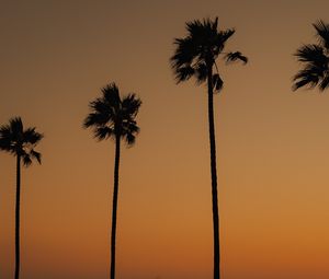 Preview wallpaper palms, trees, silhouettes, dusk