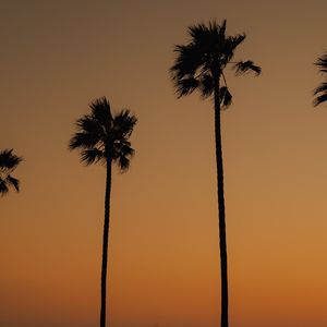 Preview wallpaper palms, trees, silhouettes, dusk