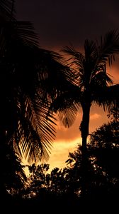 Preview wallpaper palms, trees, silhouettes, sunset, dark