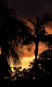 Preview wallpaper palms, trees, silhouettes, sunset, dark