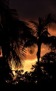 Preview wallpaper palms, trees, silhouettes, sunset, dark