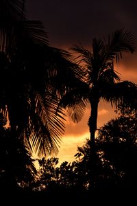 Preview wallpaper palms, trees, silhouettes, sunset, dark