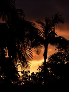 Preview wallpaper palms, trees, silhouettes, sunset, dark