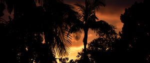 Preview wallpaper palms, trees, silhouettes, sunset, dark
