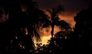 Preview wallpaper palms, trees, silhouettes, sunset, dark
