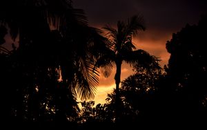 Preview wallpaper palms, trees, silhouettes, sunset, dark