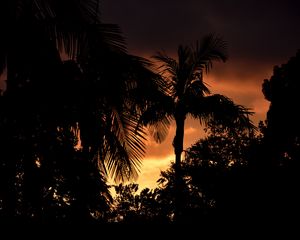 Preview wallpaper palms, trees, silhouettes, sunset, dark