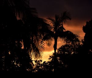 Preview wallpaper palms, trees, silhouettes, sunset, dark