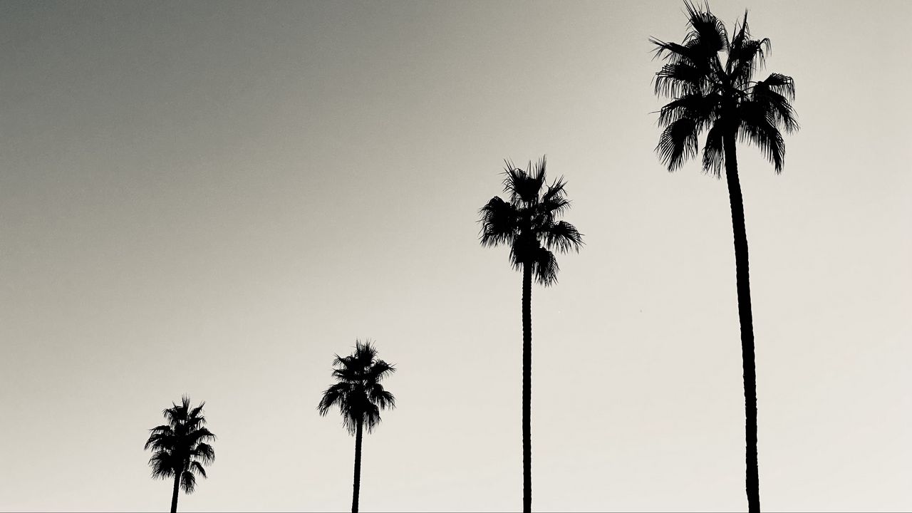 Wallpaper palms, trees, silhouettes, black and white