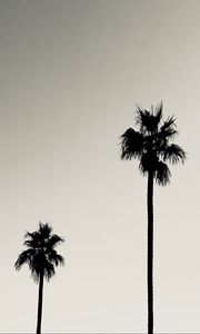 Preview wallpaper palms, trees, silhouettes, black and white