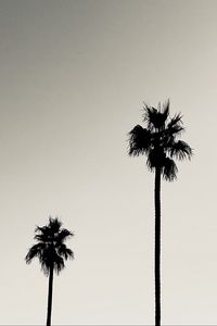 Preview wallpaper palms, trees, silhouettes, black and white