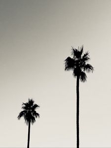 Preview wallpaper palms, trees, silhouettes, black and white